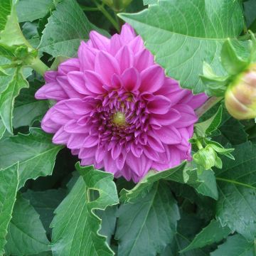 Dahlia Claudette - dwergdahlia