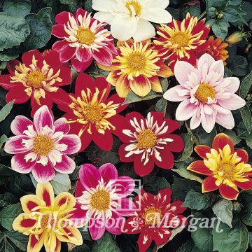 Dahlia Collarette Dandy (zaad)