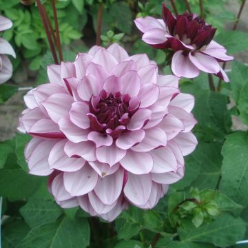 Dahlia Creme de Cassis - decoratieve dahlia