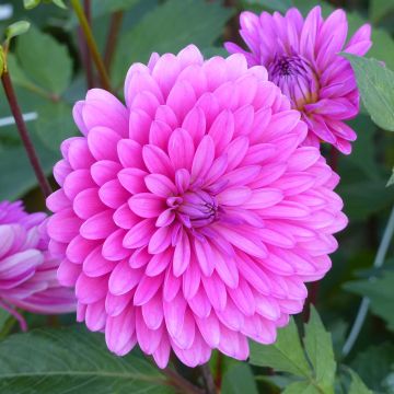 Dahlia Gerbera decoratieve dahlia