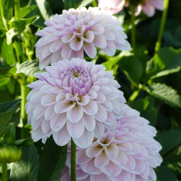Dahlia Pink Silk - decoratieve dahlia