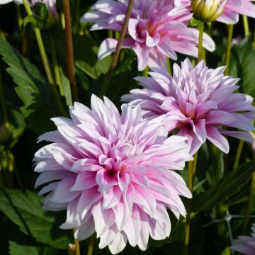 Dahlia Sweet Tiamo - decoratieve dahlia