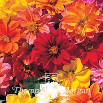 Dahlia Dwarf Mixed (zaad)
