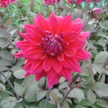 Dahlia Engelhardt's Matador - decoratieve dahlia