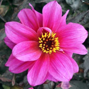 Dahlia Excentrique - perkdahlia