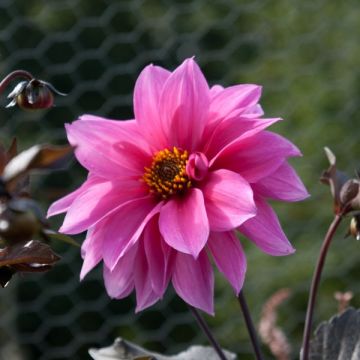Dahlia Fascination - perkdahlia