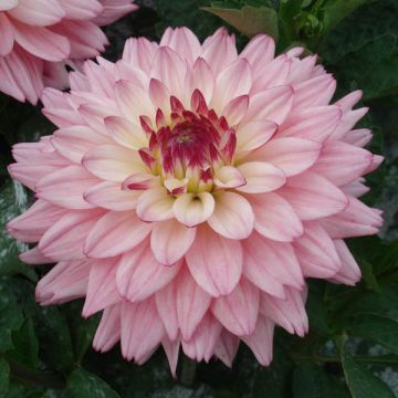 Dahlia Gallery Salvador - dwergdahlia