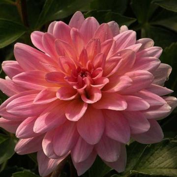 Dahlia Gerrie Hoek - Waterleliedahlia