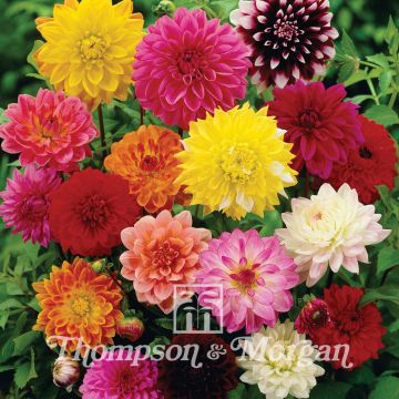 Dahlia Giant Hybrids Mixed (zaad)