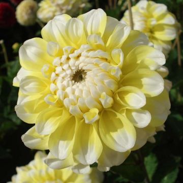 Dahlia Grammas Lemon Pie - decoratieve dahlia