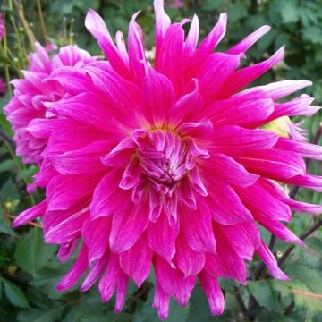 Dahlia Grande Finale - grootbloemige dahlia