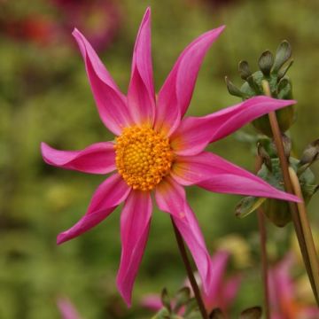 Dahlia Mon Ange - orchideebloemige dahlia