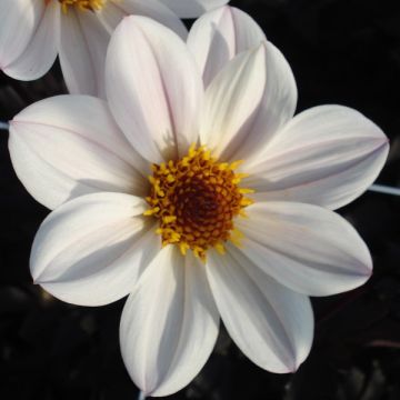 Dahlia Happy Single Princess - donkerbladige dahlia