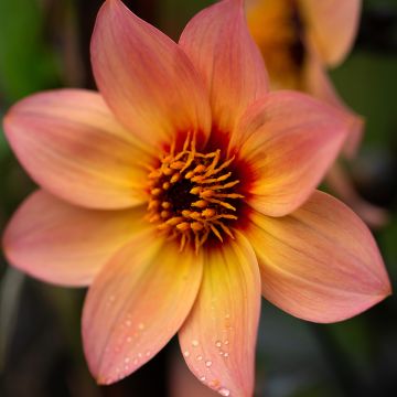 Dahlia Happy Single Kiss - donkerbladige dahlia