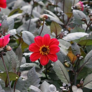 Dahlia Happy Single Romeo - donkerbladige dahlia