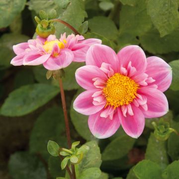 Dahlia Hartenaas - Halskraagdahlia