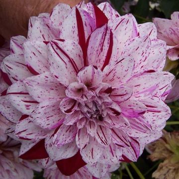 Dahlia Hulins Carnival - decoratieve dahlia