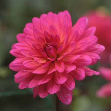 Dahlia Karma Fuchsiana - decoratieve dahlia