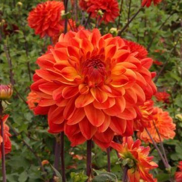 Dahlia Kees Verkade - decoratieve dahlia