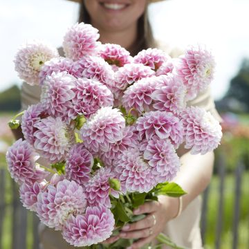 Dahlia Marshmallow Baby - baldahlia