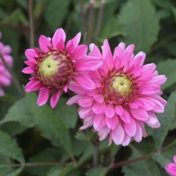 Dahlia Melody Lizza - dwergdahlia