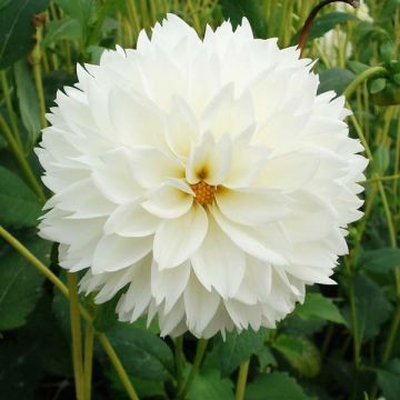 Dahlia Myama Fubuki - Fimbriata-dahlia