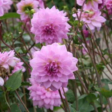 Dahlia Ocean Bird - decoratieve dahlia