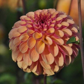 Dahlia Palmares - baldahlia