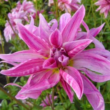 Dahlia Pink Girafe - perkdahlia