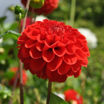 Dahlia Salsa - pompon dahlia
