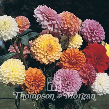 Dahlia Showpiece Mixed Hybrids (zaad)