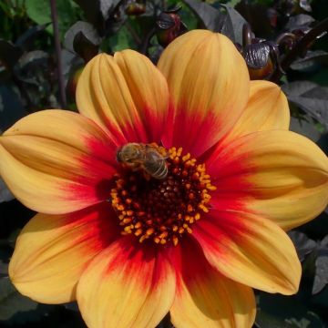 Dahlia Sunshine - perkdahlia