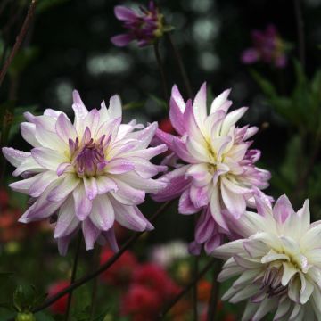 Dahlia Victoria Ann - decoratieve dahlia