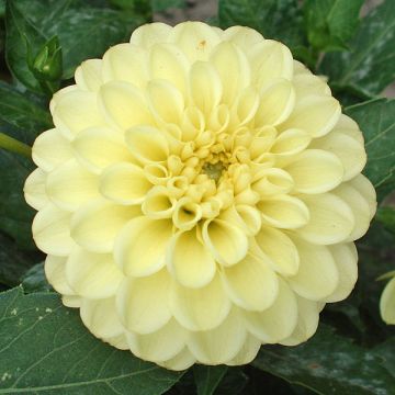 Dwergdahlia Yellow Jewel