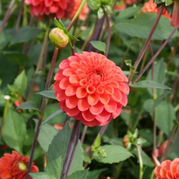 Dahlia Zundert Mystery Fox - pompon dahlia