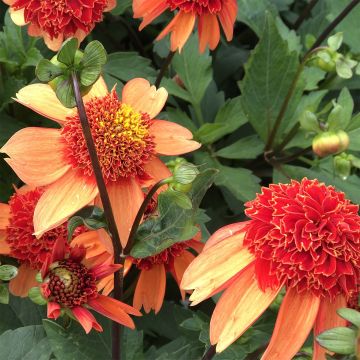 Dahlia Josie - Anemoondahlia