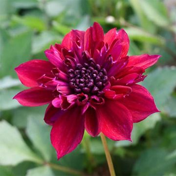 Dahlia Purpinca - anemoonbloemige dahlia