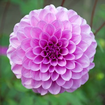 Dahlia Boy Scout - baldahlia