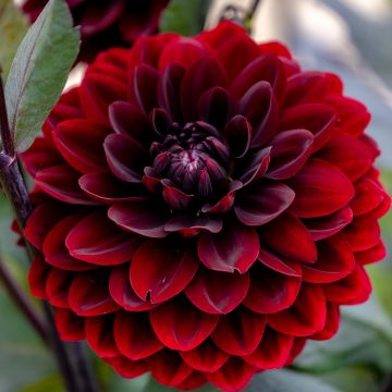 Dahlia Dark Spirit - baldahlia