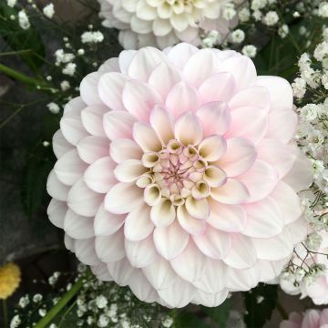 Dahlia Janick's Symphony - baldahlia