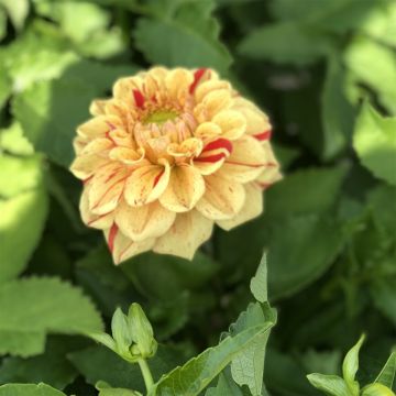 Dahlia Jowey Provence - baldahlia