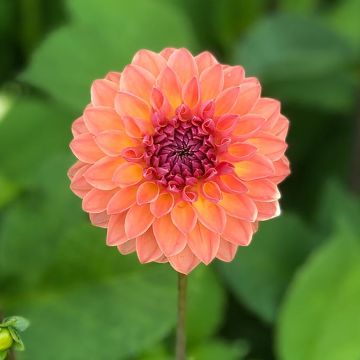 Dahlia Orange Breeze - baldahlia