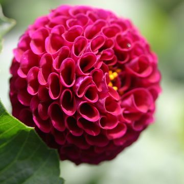 Dahlia Rocco - baldahlia