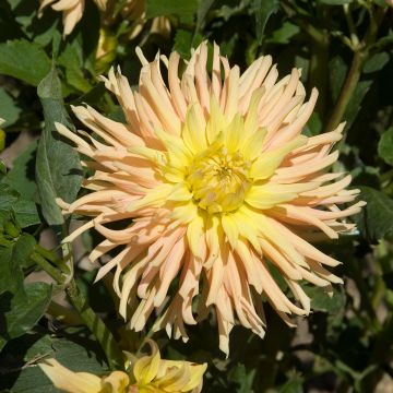 Dahlia Apricot Star - cactusdahlia