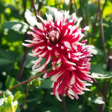 Dahlia Friquolet - cactusdahlia