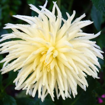 Dahlia Gryson s Yellow Spider - cactusdahlia