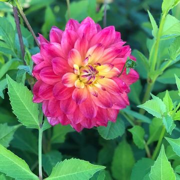 Dahlia Rainbow Silence - cactusdahlia