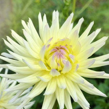 Dahlia Shooting Star - cactusdahlia
