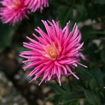 Dahlia Blue Record - dwergcactusdahlia