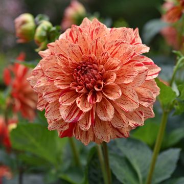 Dahlia Nonette - Waterleliedahlia